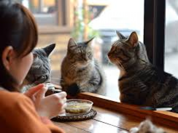 Cats Cafe
