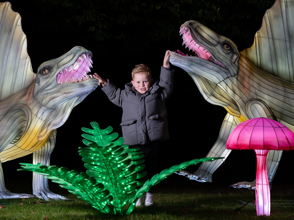 Christmas - Wild Lights