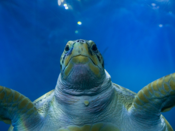 Marine World