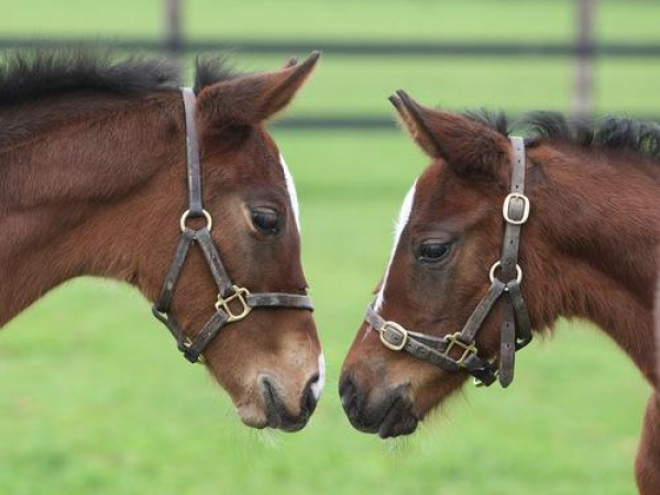 Season Ticket Day Admission